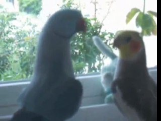 Parrot wants kiss from cockatiel !