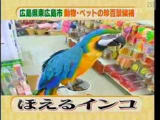 Parrot Barking at dog?