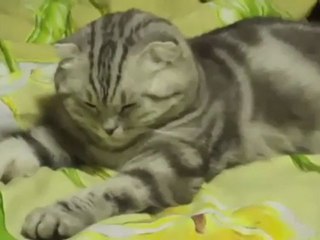 Tired cat passes out