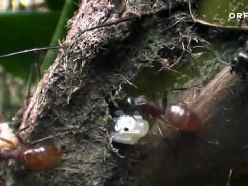 Vor 70 Millionen Jahren - Ameisen - Die heimliche Weltmacht - Doku