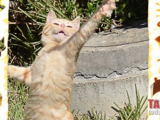 Man Arrested For Allegedly Eating Cats