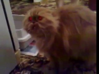 Creepy Possessed Cat