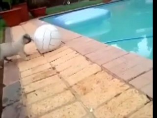 Cute pug puppy fail