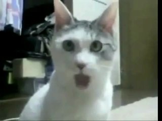 OMG Cat watches Orchestra Fail!