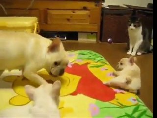 French bulldog puppy vs kitty