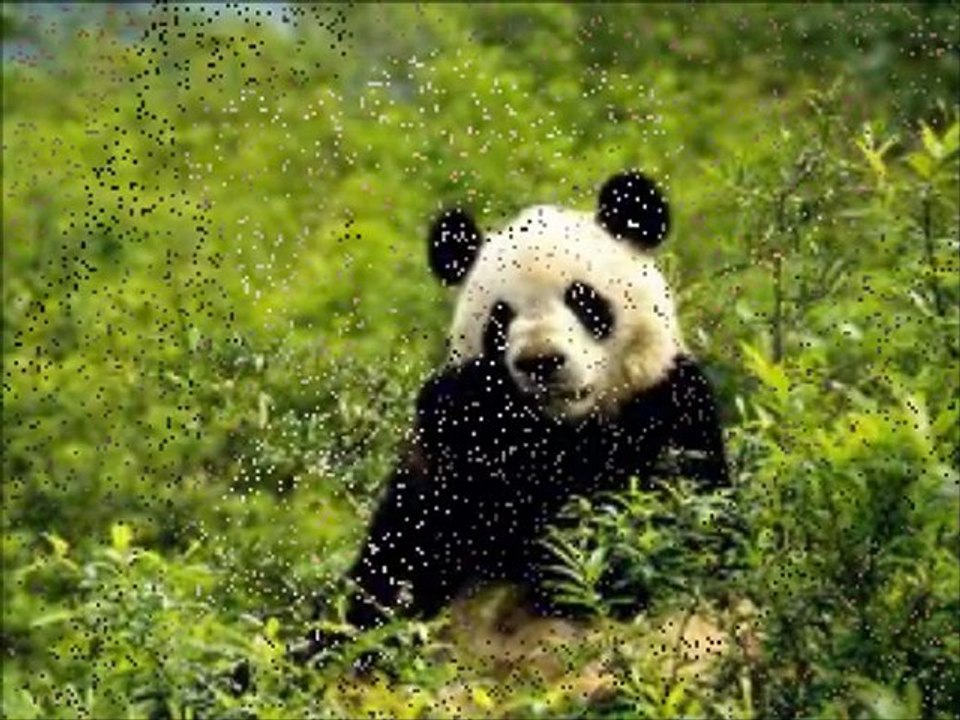 amour egaux éveil conscience amour 2012 fin du monde nouvelle ordre mondial