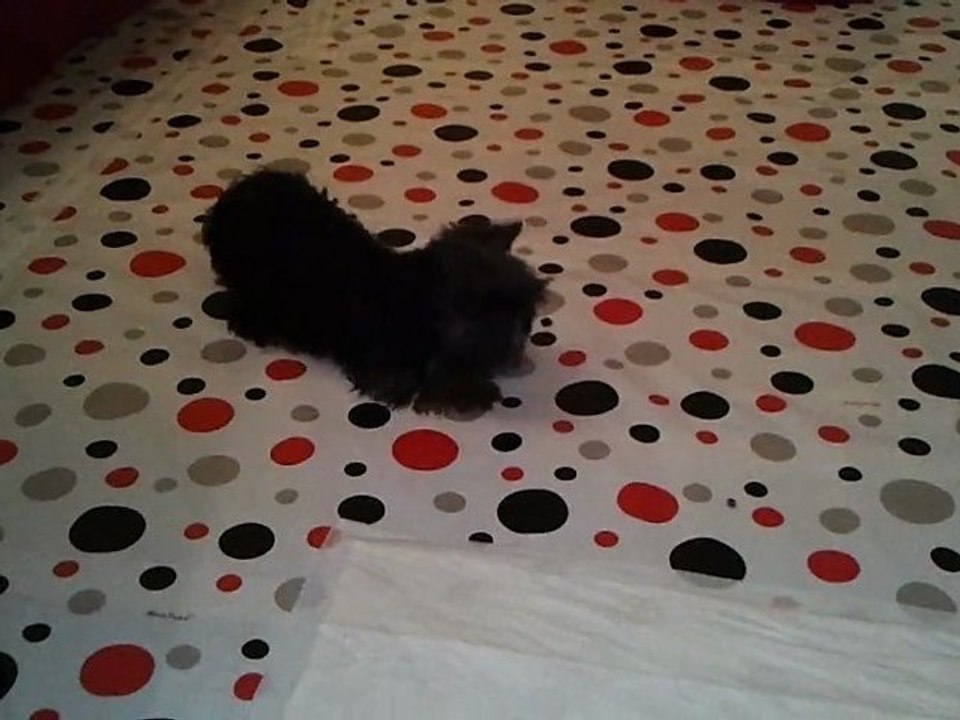 Gaston de Chatillon 12