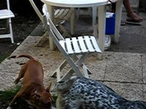 Rakim et Enzo joue a chat