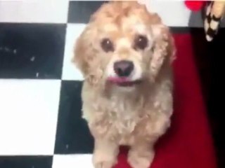 Dog Knows How To Cross His Eyes!