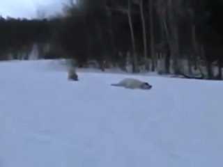 Dogs Can Be Such Kids!