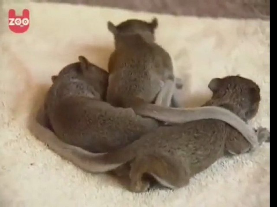 Cat Adopts Baby Squirrels
