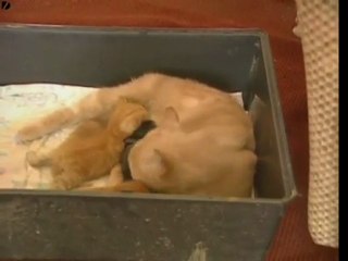 Cat Adopts Rabbit !!