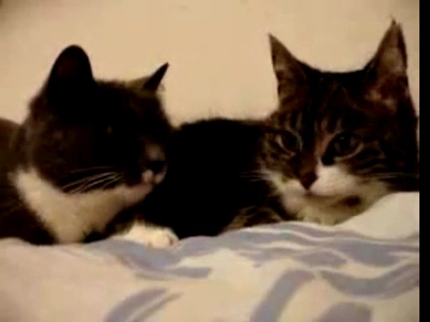 ⁣Talking Cats Translation