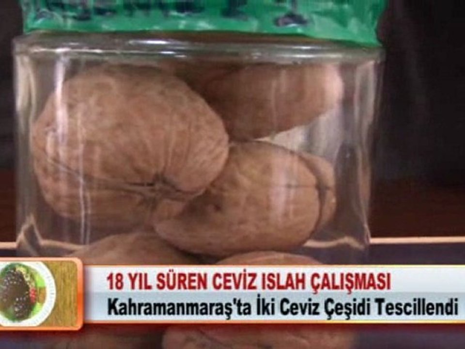 18 YIL SÜREN CEVİZ ISLAH ÇALIŞMASI  13.02.2012