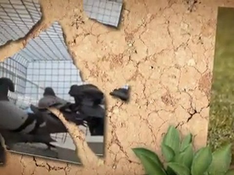 Antech Wildlife Control - (408) 740-0292