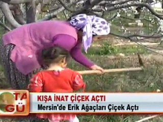 KIŞA İNAT ÇİÇEK AÇTI 14.02.2012