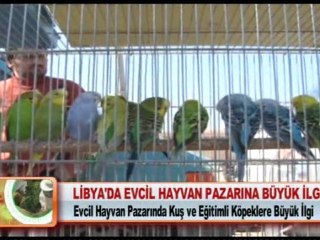 LİBYA’DA EVCİL HAYVAN PAZARINA BÜYÜK İLGİ 16.02.2012