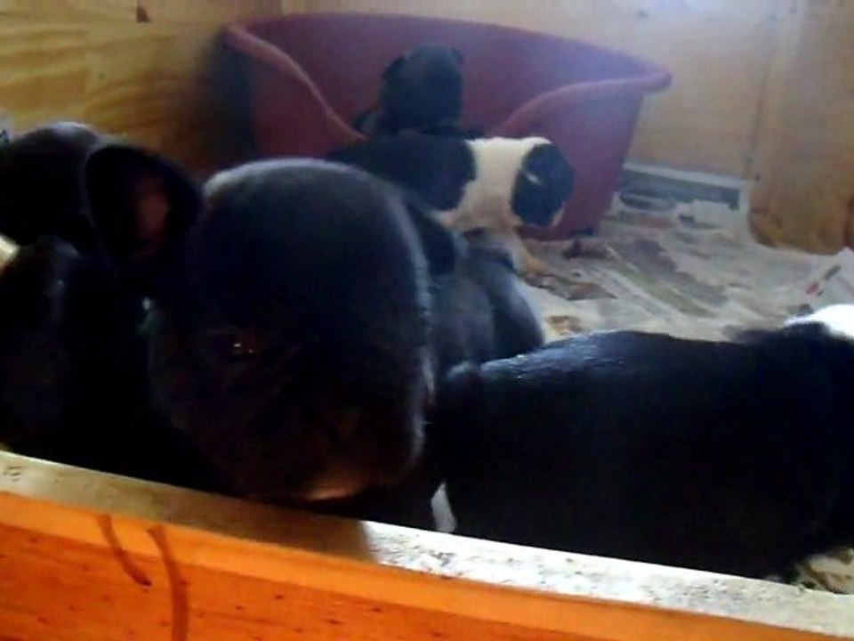 chiot 17-02-12