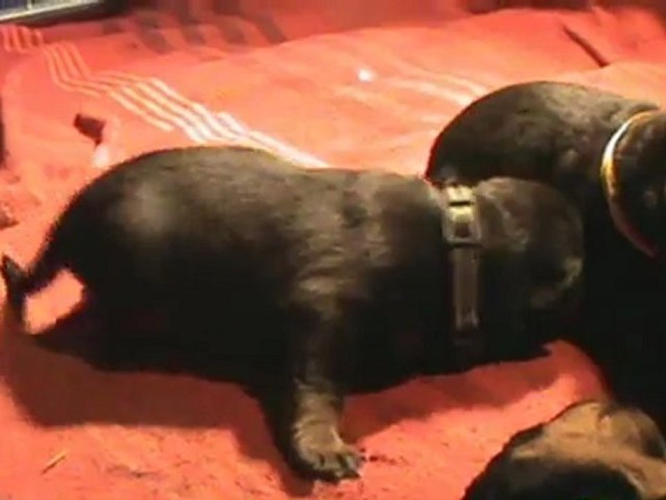 vidéo collier gris jour 11