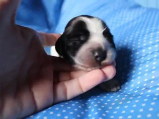 bb-varso-14-02-12 007