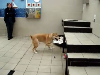 Afghan rescue dog playing
