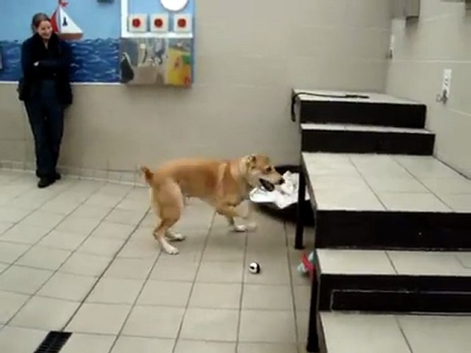 Afghan rescue dog playing