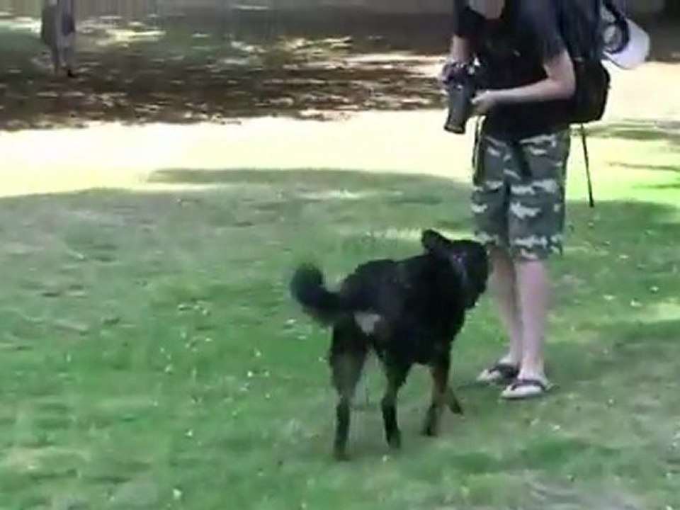 Cleo playing in the park