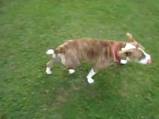 Cally enjoying her walk in the park