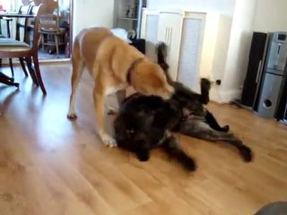 Bear having fun in his foster home