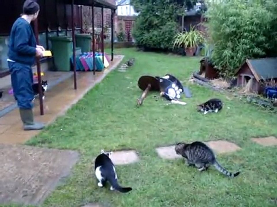 feeding the garden cats at The Mayhew Animal Home