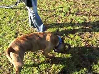 Nicole playing fetch