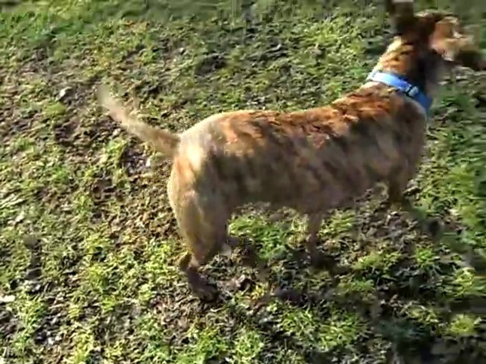 Nicole playing with her ball