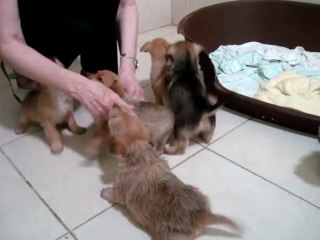 Terrier tots at The Mayhew Animal Home