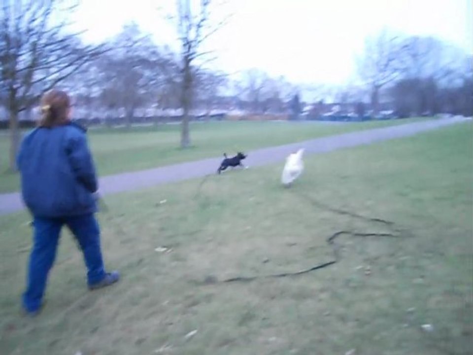 Goose