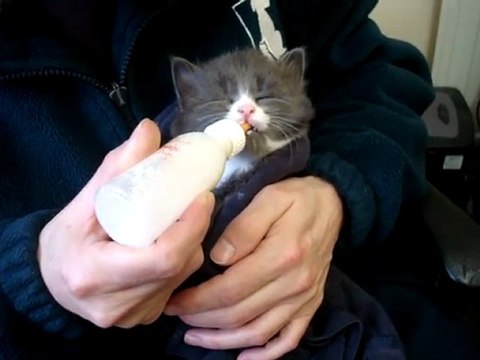 Hand rearing kitten at The Mayhew Animal Home