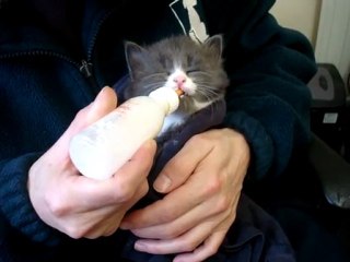Hand rearing kitten at The Mayhew Animal Home