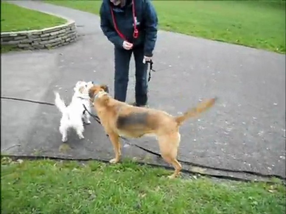 Womble