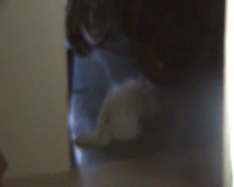 denzo qui sendor debou