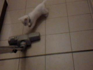 chatton  albinos joue met des cous de pattes a laspirateur