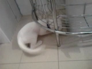 chatton albinos joue avec un carton de papier toilette