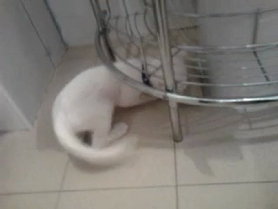 chatton albinos joue avec un carton de papier toilette