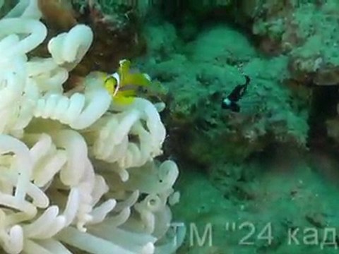 Шарм-эль-Шейх Ночной дайв Наама бей (Naama Bay)