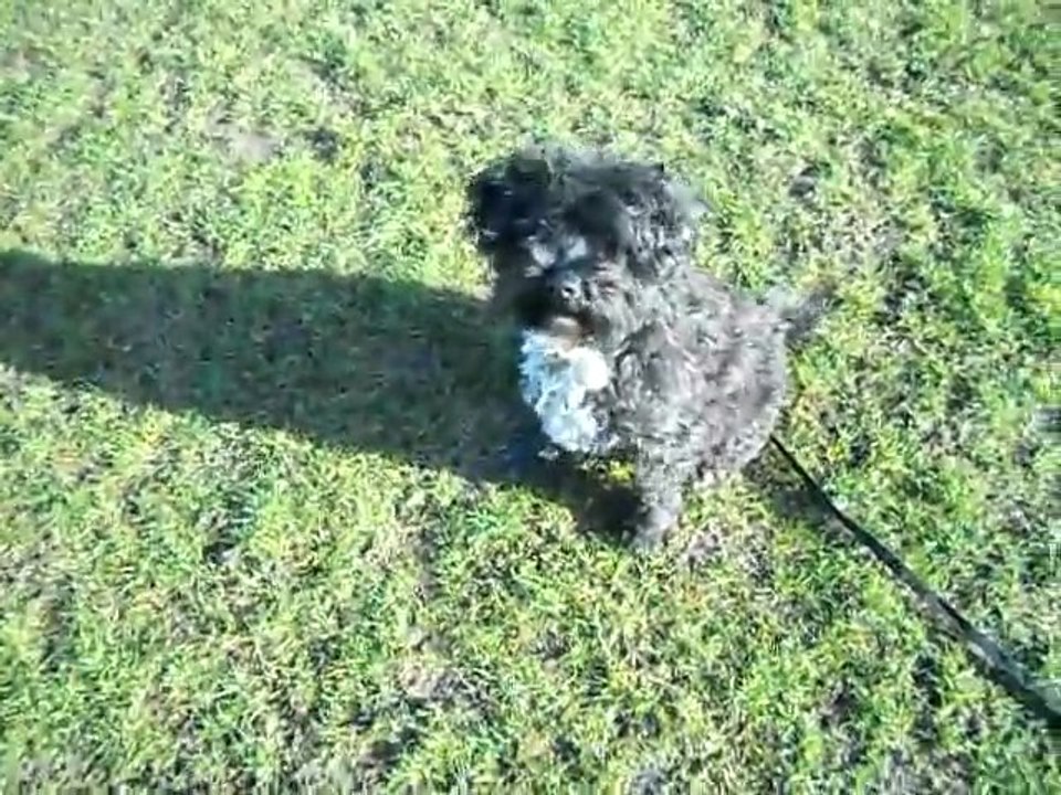 Ollie
