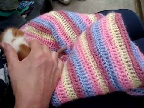 Hand rearing abandoned litter