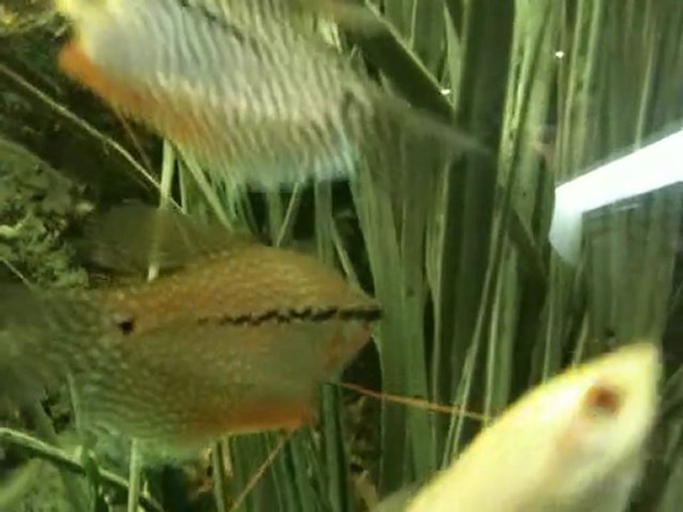 The renewed aquarium