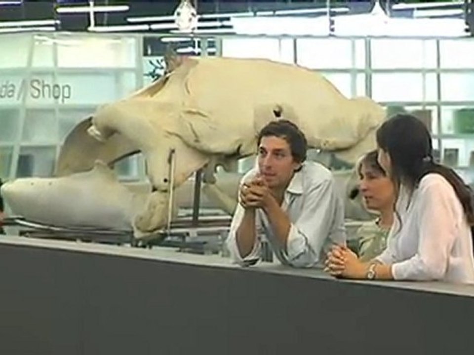 TV3 - El medi ambient - Museu Blau: el repòs de la balena viatgera