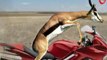 Funny Animal Attack - Cheetah VS Gazelle