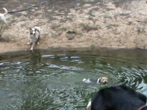 En Vendée 160212 - Balade Ton Chien à Notre Dame
