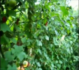 Economie Autonomisante, Activité, Autogestion, Nature ... 83