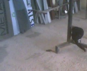 bizim kedi fare oynuyor